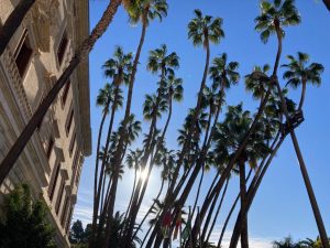 Palm trees silhouetted against the sun outside a building in Malaga, Spain